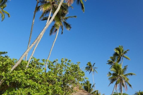 Hotel Dickwella Resort and Spa (Beliatta)